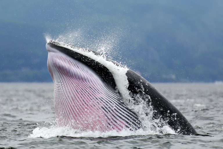 Ballena, Tadoussac
