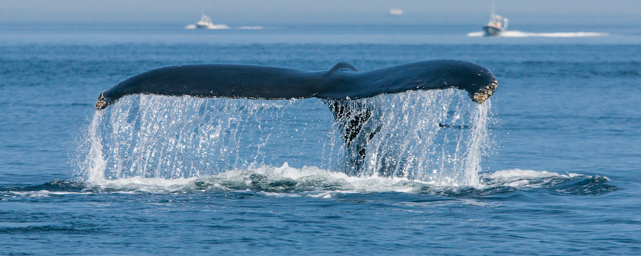Canada y Ballenas