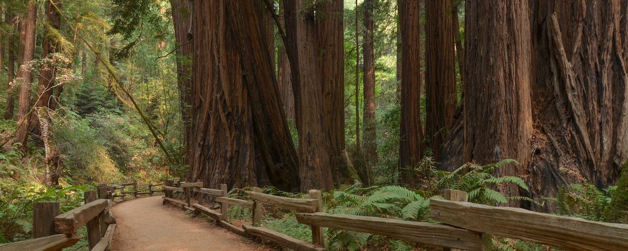 Excursion a Muir Woods, San Francisco