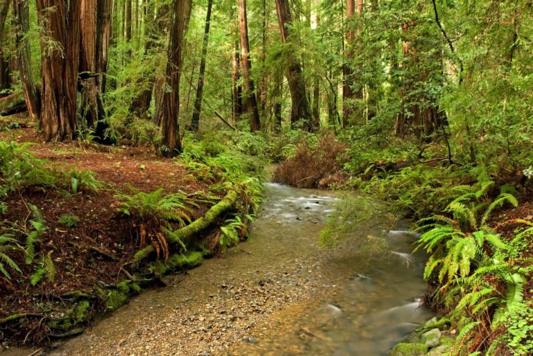 Muir Woods, California