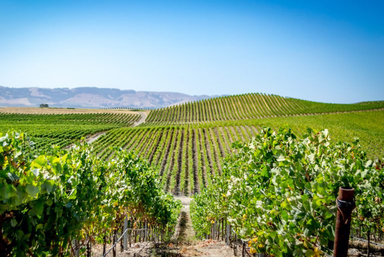Viñedo en Valle de Napa